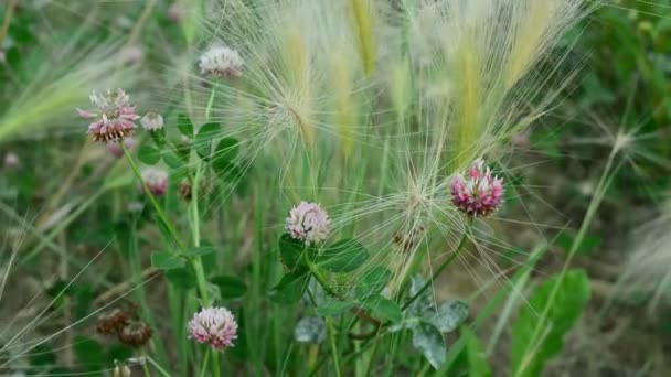 Wunderschöne Blumen Wiegen Sich Wind Natur Des Sommers Blumenfelder Wildblumenwiese — Stockvideo