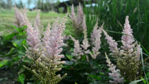 Wunderschöne Blumen Wiegen Sich Wind Natur Des Sommers Blumenfelder Wildblumenwiese — Stockvideo