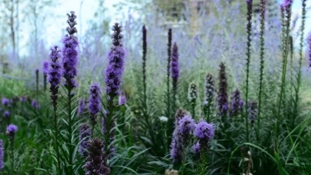 Vackra Blommor Svajar Vinden Naturen Sommaren Blomsterfält Vild Blomma Äng — Stockvideo