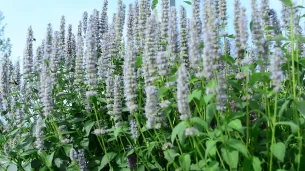 Mooie Bloemen Zwaaien Wind Aard Van Zomer Bloembollenvelden Wild Flower — Stockvideo