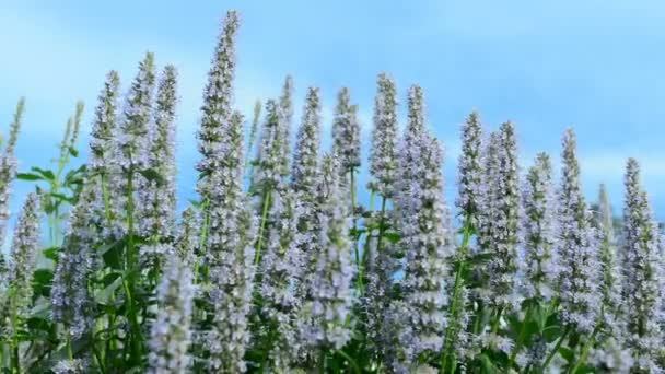 美丽的花朵在风中摇摆 夏天的性质 花卉领域 野生花卉草甸 植物学和生物学 视频背景 Videofootage — 图库视频影像