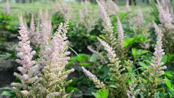 Vackra Blommor Svajar Vinden Naturen Sommaren Blomsterfält Vild Blomma Äng — Stockvideo