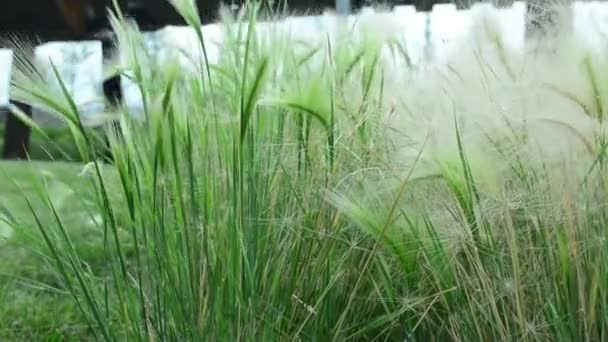 Mooie Lange Gras Bewegen Wind Weide Gras Achtergrond — Stockvideo