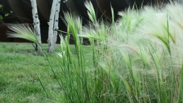 Hermosa Hierba Larga Moviéndose Viento Fondo Hierba Pradera — Vídeos de Stock