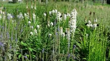 Kelebek ve uçan, doğada çiçek nektarı arıyorum hovering bumblebee. Portre. Dar alan derinliği ile.