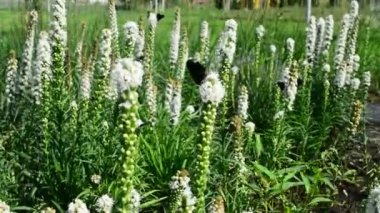 Kelebek ve uçan, doğada çiçek nektarı arıyorum hovering bumblebee. Portre. Dar alan derinliği ile.