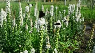 Kelebek ve uçan, doğada çiçek nektarı arıyorum hovering bumblebee. Portre. Dar alan derinliği ile.