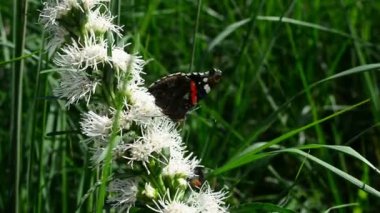 Kelebek ve uçan, doğada çiçek nektarı arıyorum hovering bumblebee. Portre. Dar alan derinliği ile.
