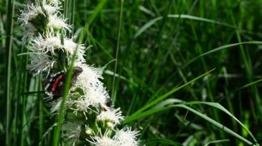 Kelebek ve uçan, doğada çiçek nektarı arıyorum hovering bumblebee. Portre. Dar alan derinliği ile.