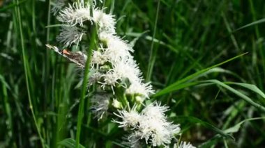 Kelebek ve uçan, doğada çiçek nektarı arıyorum hovering bumblebee. Portre. Dar alan derinliği ile.