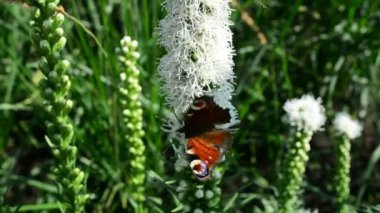 Kelebek ve uçan, doğada çiçek nektarı arıyorum hovering bumblebee. Portre. Dar alan derinliği ile.