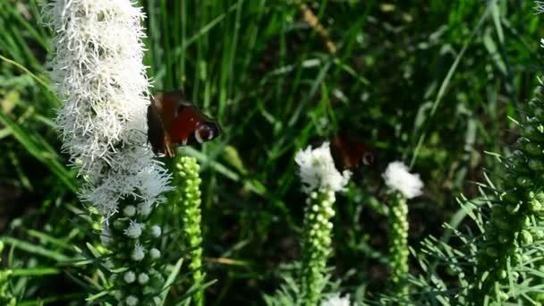 Borboleta Abelha Voando Pairando Procura Néctar Flores Natureza Fecha Porta — Vídeo de Stock