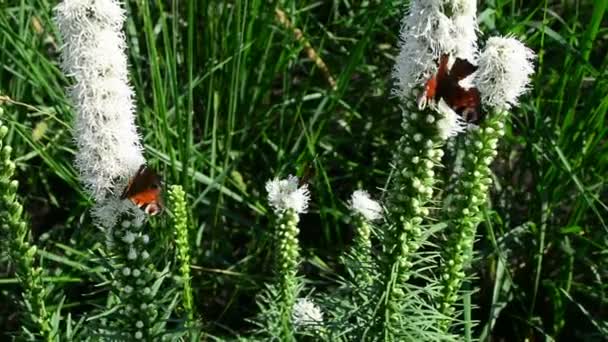 蝴蝶和大黄蜂在飞翔 徘徊在大自然的花朵中寻找花蜜 用狭窄的景深 — 图库视频影像