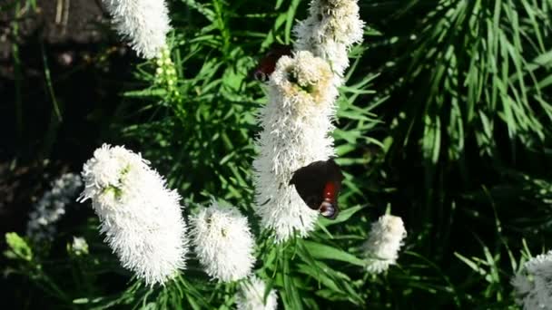 Πεταλούδα Και Μέλισσα Που Φέρουν Αιωρείται Αναζητούν Νέκταρ Λουλούδια Στη — Αρχείο Βίντεο