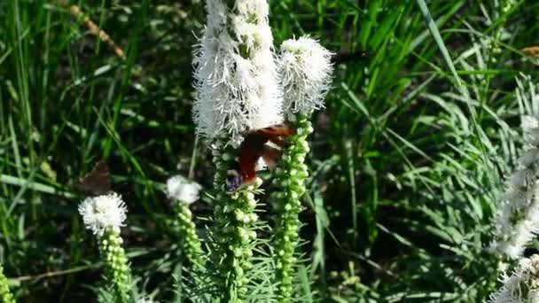 蝴蝶和大黄蜂在飞翔 徘徊在大自然的花朵中寻找花蜜 用狭窄的景深 — 图库视频影像