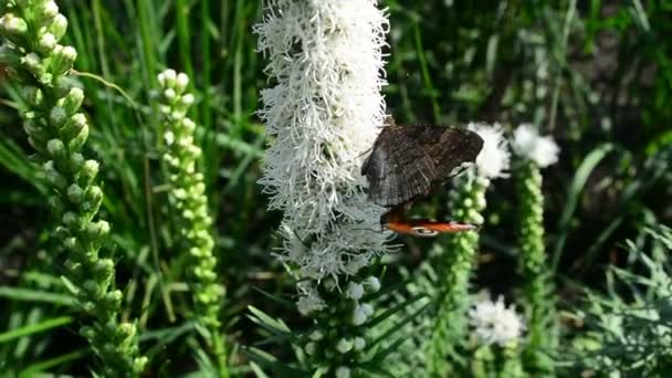 Mariposa Abejorro Volando Flotando Busca Néctar Flores Naturaleza Primer Plano — Vídeos de Stock