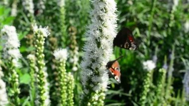 Kelebek ve uçan, doğada çiçek nektarı arıyorum hovering bumblebee. Portre. Dar alan derinliği ile.