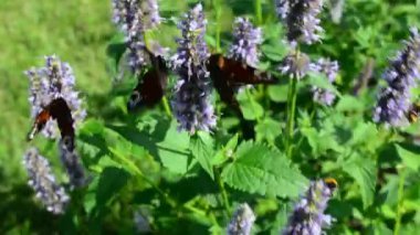 Kelebek ve uçan, doğada çiçek nektarı arıyorum hovering bumblebee. Portre. Dar alan derinliği ile.