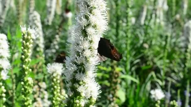 Mariposa Abejorro Volando Flotando Busca Néctar Flores Naturaleza Primer Plano — Vídeos de Stock