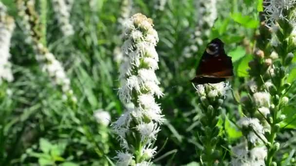 Pillangó Dongó Repülő Lebeg Keres Nektár Virágok Természetben Vértes Keskeny — Stock videók