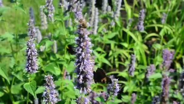 Schmetterling Und Hummel Fliegen Und Schweben Auf Der Suche Nach — Stockvideo