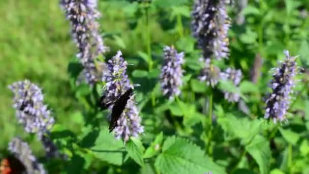 Motyl Trzmiel Latanie Unoszące Poszukuje Nektaru Kwiatów Przyrodzie Zbliżenie Wąską — Wideo stockowe