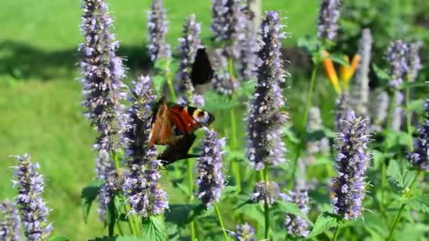 Fjäril Och Humla Flyger Svävar Söker Nektar Blommor Naturen Närbild — Stockvideo