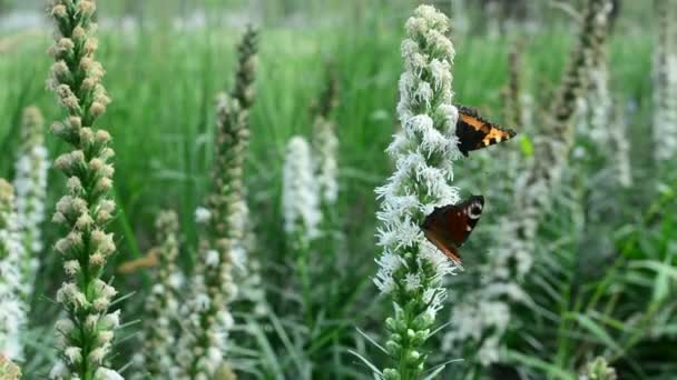 Fjäril Och Humla Flyger Svävar Söker Nektar Blommor Naturen Närbild — Stockvideo