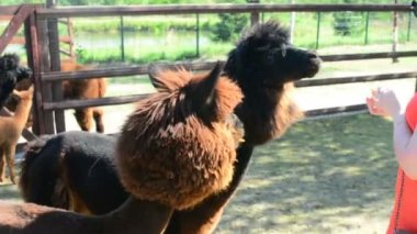 Kız alpaka ot yemek için verir.