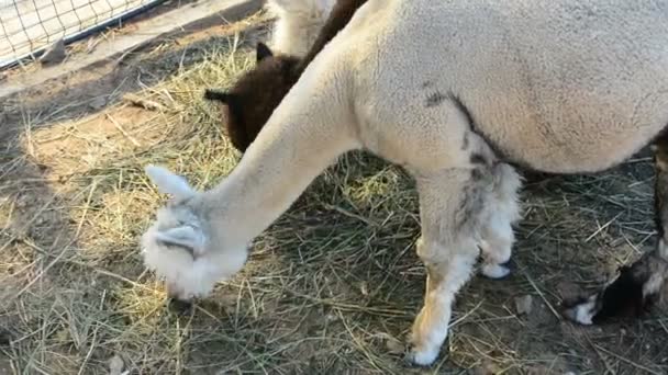 Alpacas paseo en granja — Vídeos de Stock