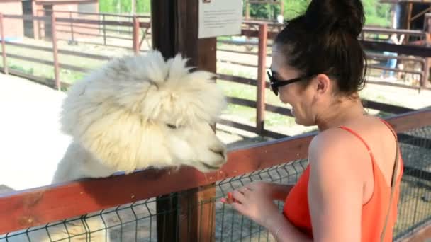 The girl gives alpaca grass to eat — Stock Video