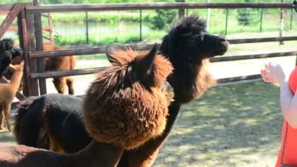 La chica le da hierba de alpaca para comer — Vídeos de Stock