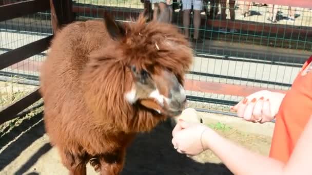 Дівчина дає альпаку траву, щоб поїсти — стокове відео