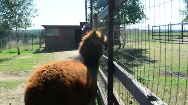 Alpacas περπατήσει στο αγρόκτημα — Αρχείο Βίντεο