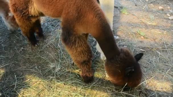 Alpacas walk on farm — Stock Video