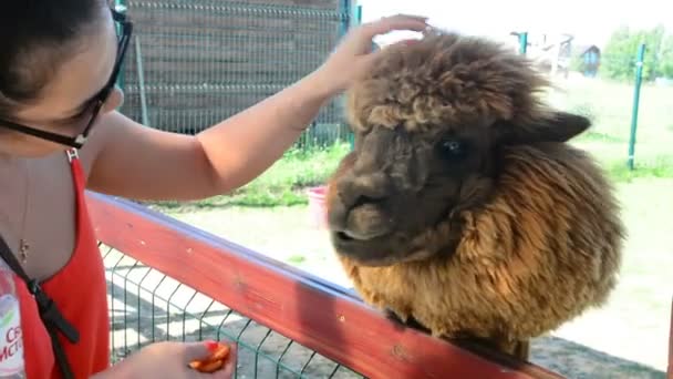 Flickan ger alpacka gräs att äta — Stockvideo