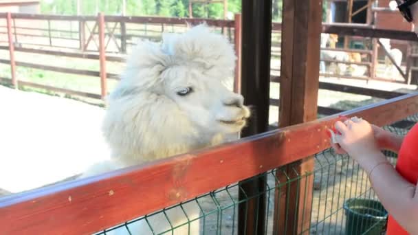 A menina dá grama de alpaca para comer — Vídeo de Stock