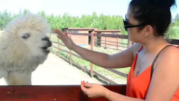 Dziewczyna Daje Alpaca Trawy Jedzenia — Wideo stockowe