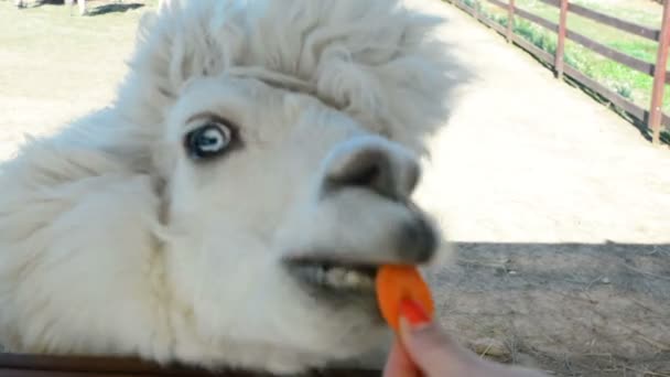 Het Meisje Geeft Alpaca Gras Eten — Stockvideo