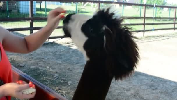 女孩给羊驼草吃 — 图库视频影像