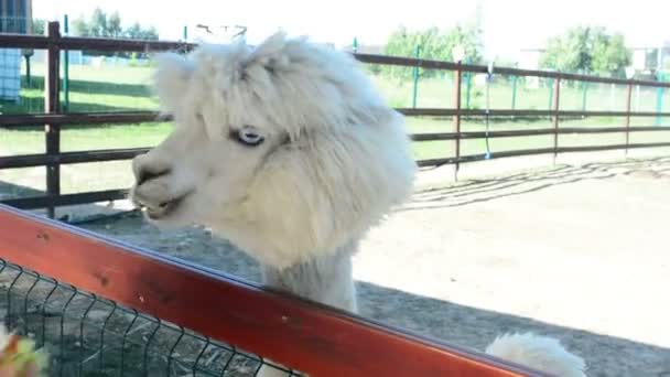 Girl Gives Alpaca Grass Eat — Stock Video