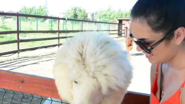 Dziewczyna Daje Alpaca Trawy Jedzenia — Wideo stockowe