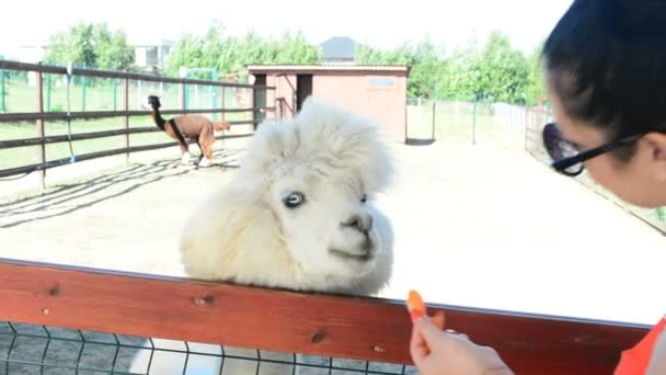 Girl Gives Alpaca Grass Eat — Stock Video