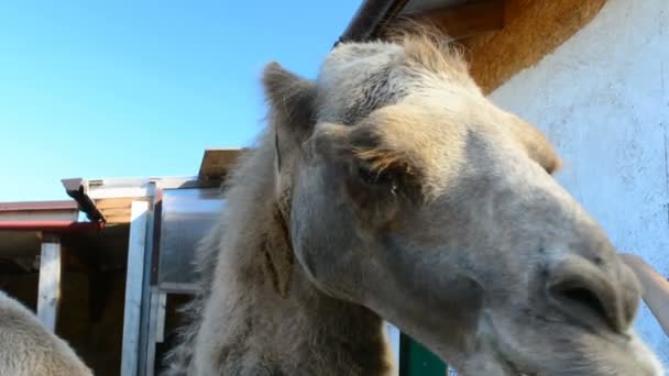 Camelo Come Com Mãos Humanas Legumes Zoológico — Vídeo de Stock