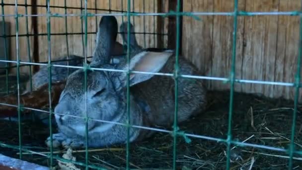 兔子在笼子里吃草 用于繁殖的兔子 他们住在乡下 — 图库视频影像