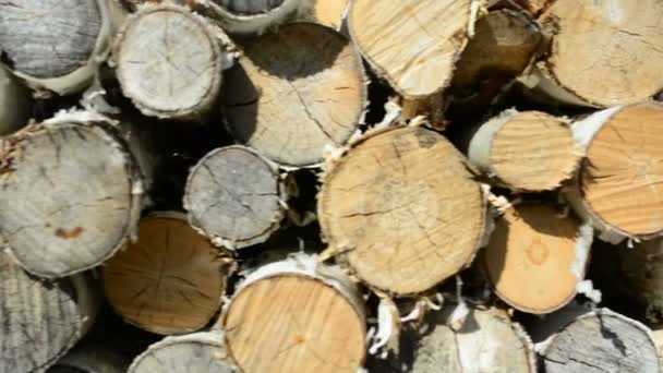 Holzstapel Bereit Für Den Winter — Stockvideo