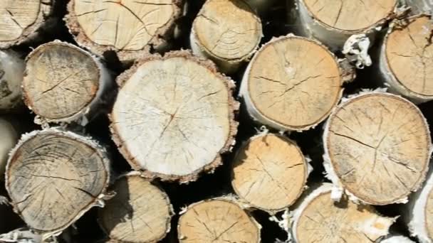 Pile Wood Logs Ready Winter — Stock Video