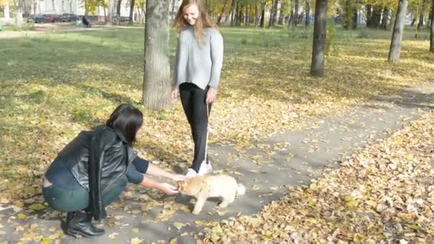 Две девушки гуляют с кошачьей осенью в парке — стоковое видео