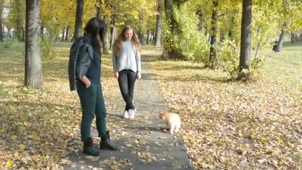 Dos chicas caminan con un gato en otoño en el parque — Vídeos de Stock