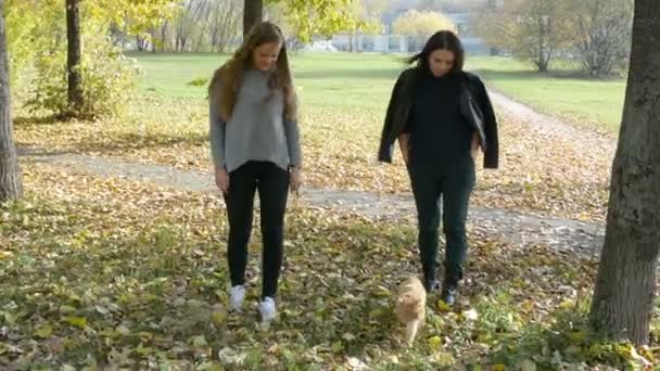 Zwei Mädchen spazieren mit einer Katze durch den Park — Stockvideo